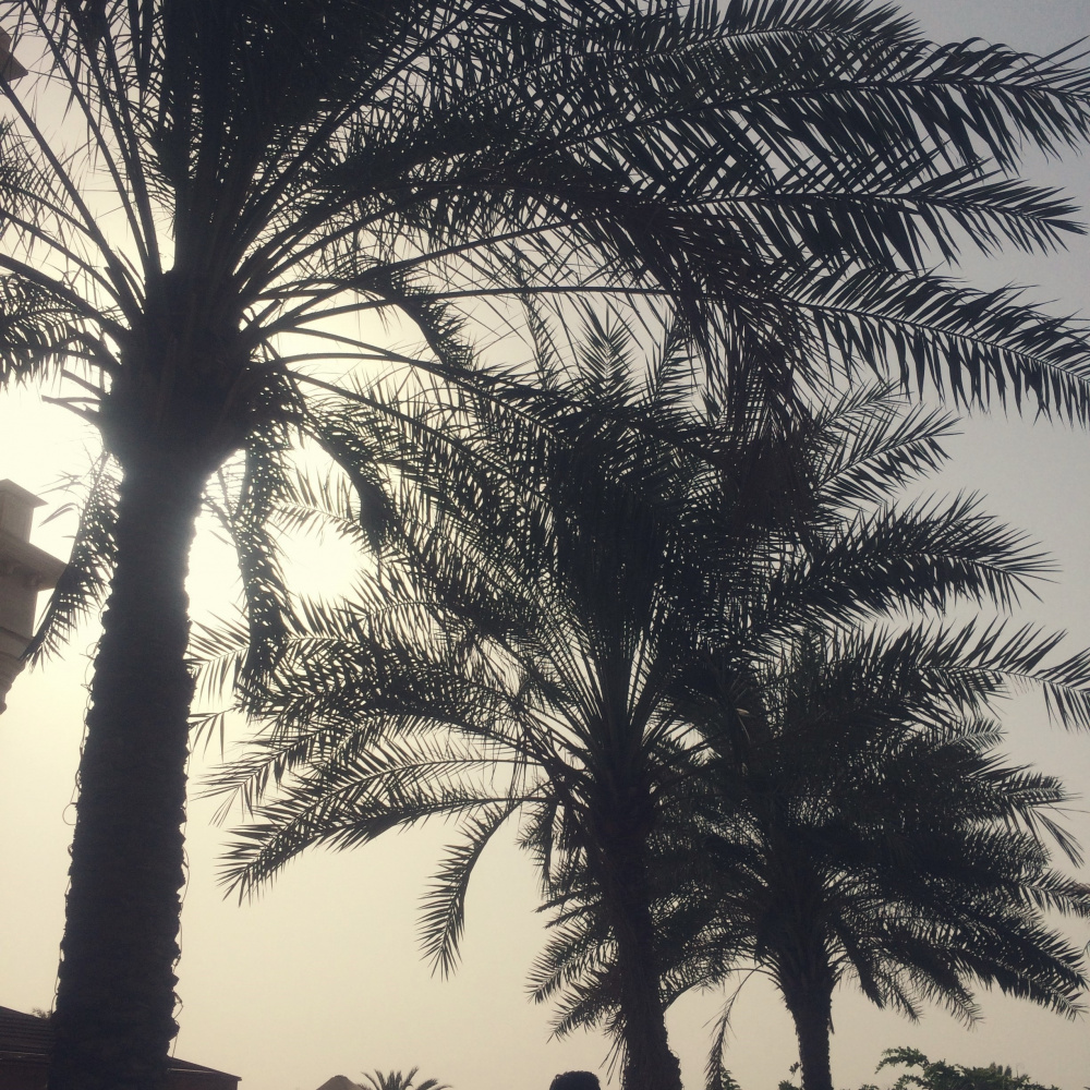 Palm trees, Dubai